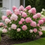 Hortenzia stromčekovitá (Hydrangea arborescens) ‘Candybelle® Stand Up Pink’ - výška 30-40 cm, kont. C2L